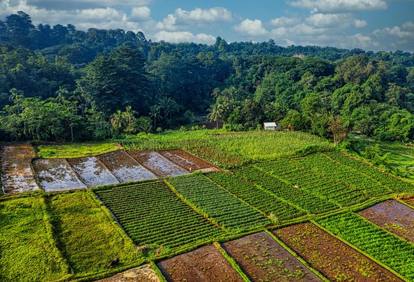 Crop inspection drones